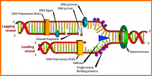 pagine-genetica-dna-scienza